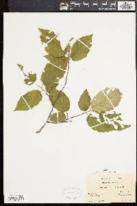 Corylus cornuta image