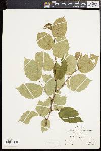 Corylus cornuta image