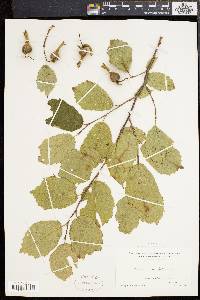 Corylus cornuta image