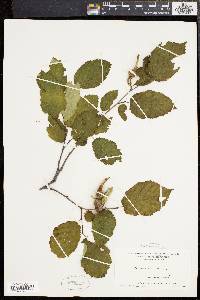 Corylus cornuta image