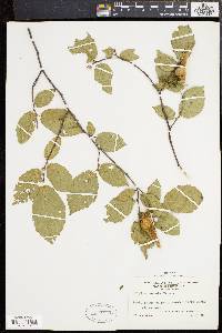 Corylus cornuta image