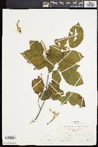 Corylus cornuta image