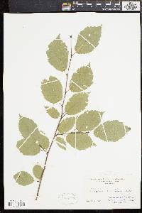 Corylus cornuta image