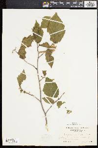 Corylus cornuta image