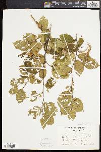 Corylus cornuta image