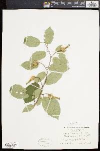 Corylus cornuta image