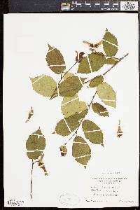 Corylus cornuta image