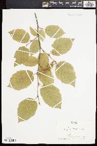 Corylus cornuta image