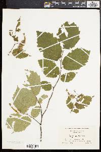 Corylus cornuta image