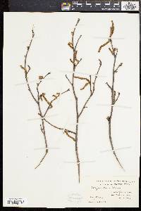 Corylus cornuta image