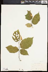 Corylus cornuta image