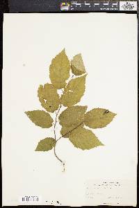 Corylus cornuta image