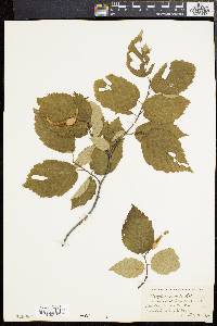 Corylus cornuta image