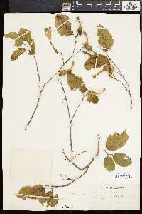 Corylus cornuta image