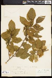 Corylus cornuta image