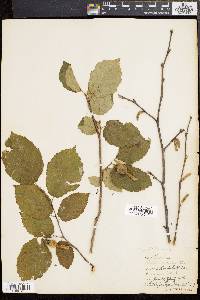 Corylus cornuta image