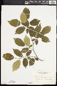 Corylus cornuta image