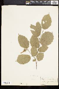 Corylus cornuta image