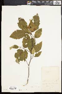 Corylus cornuta image