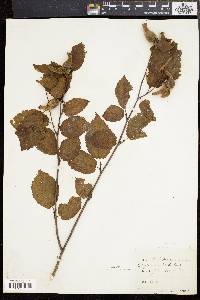 Corylus cornuta image