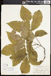 Carya ovalis image