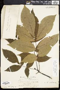 Carya ovalis image