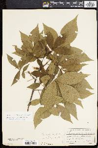 Carya ovalis image