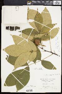 Carya ovalis image