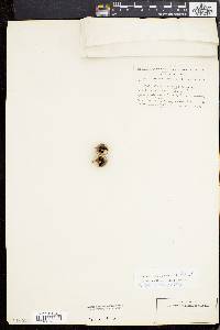 Carya ovalis image