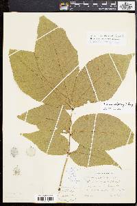 Carya ovalis image