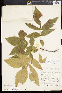 Carya pallida image