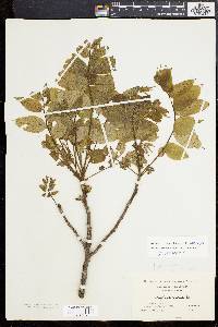 Juglans cinerea image