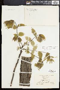 Juglans cinerea image