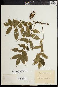 Juglans cinerea image