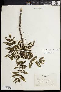 Juglans cinerea image