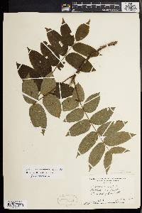 Juglans cinerea image