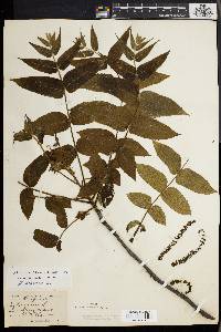 Juglans cinerea image