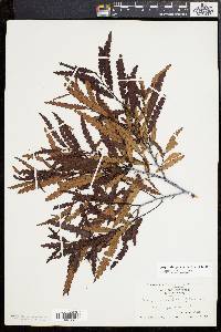 Comptonia peregrina image