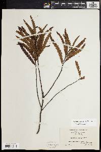 Comptonia peregrina image