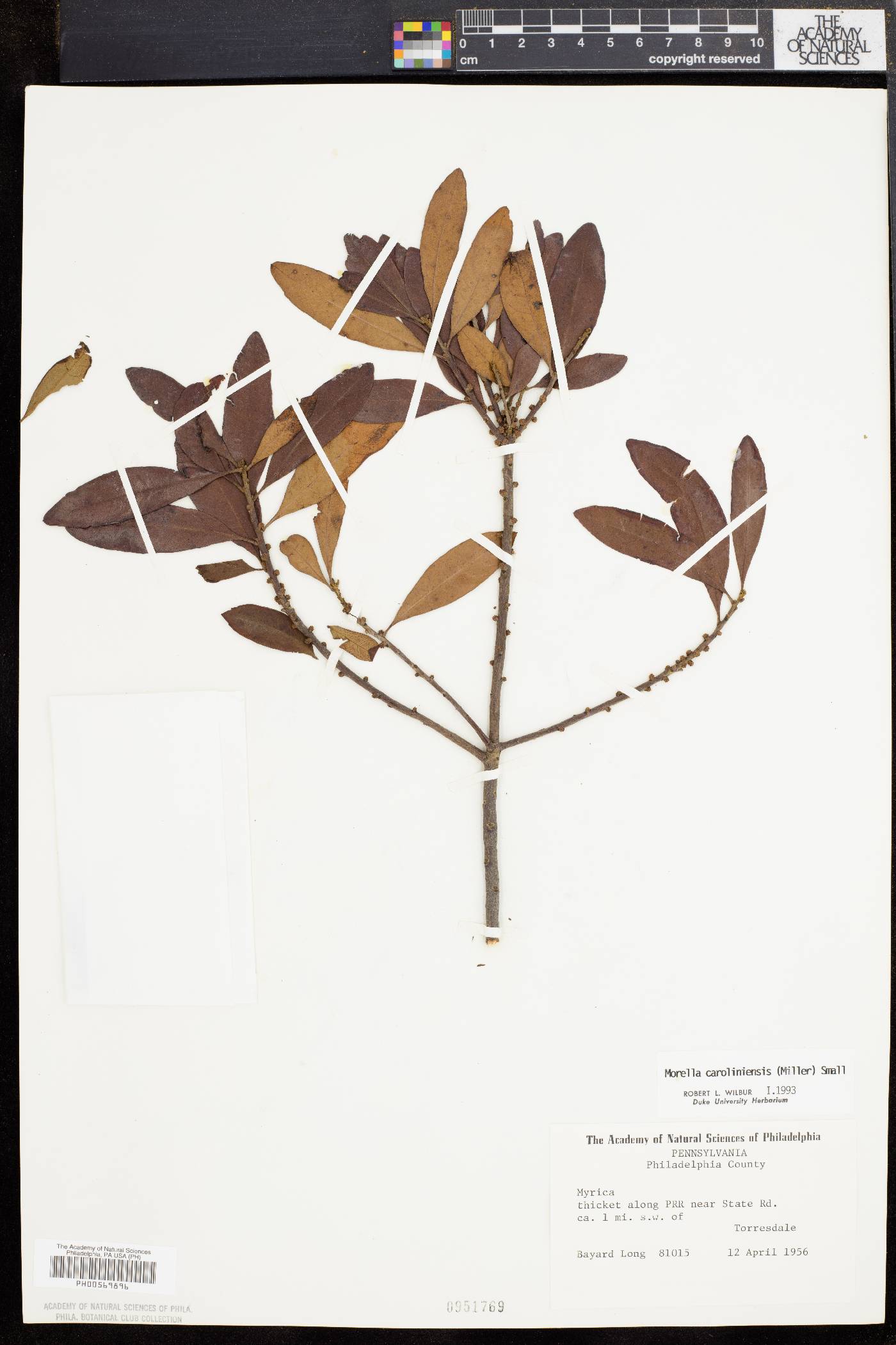 Morella caroliniensis image