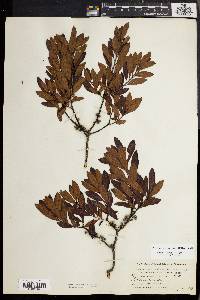 Morella caroliniensis image
