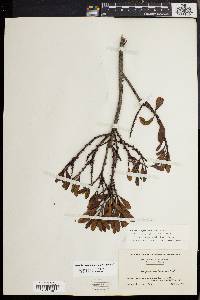 Morella caroliniensis image