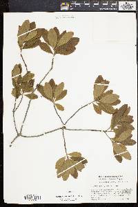 Morella caroliniensis image
