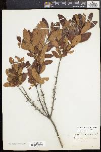 Morella caroliniensis image
