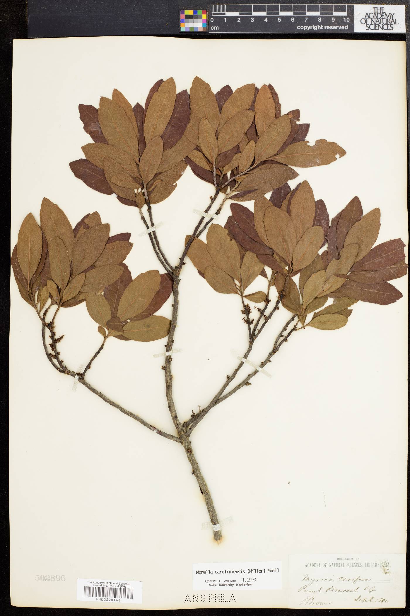 Morella caroliniensis image