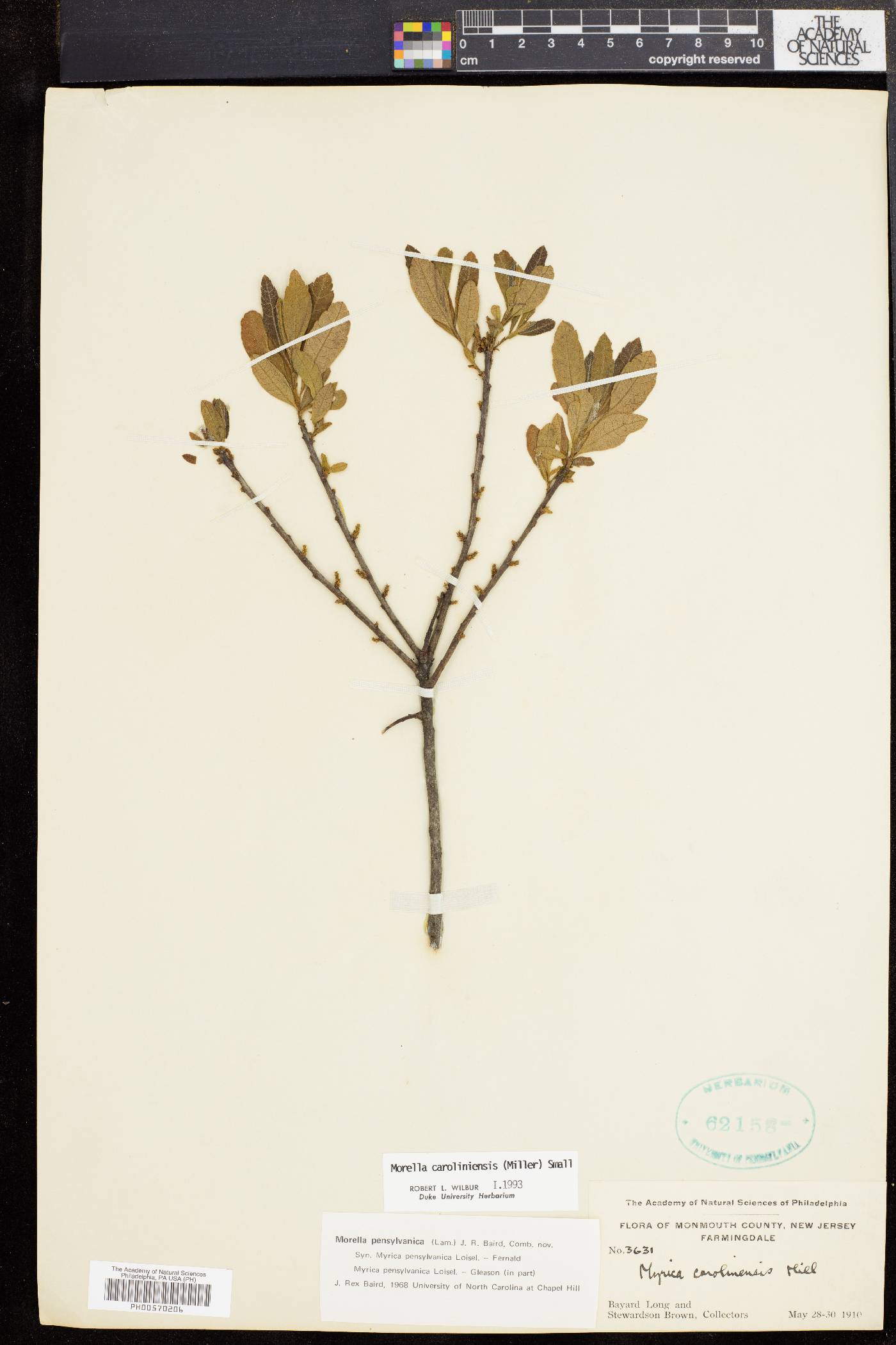Morella caroliniensis image