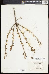 Morella caroliniensis image