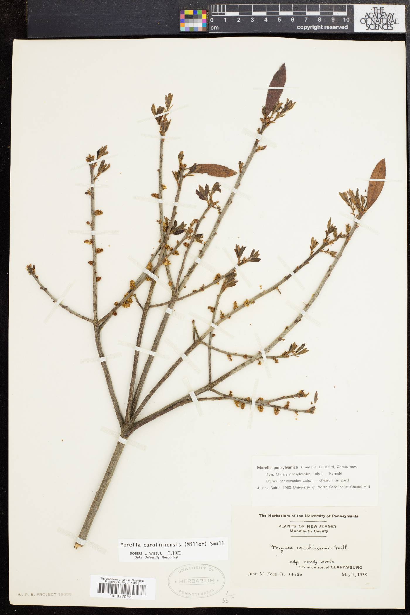 Morella caroliniensis image