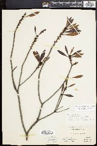 Myrica cerifera image