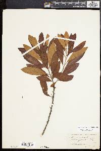 Myrica cerifera image